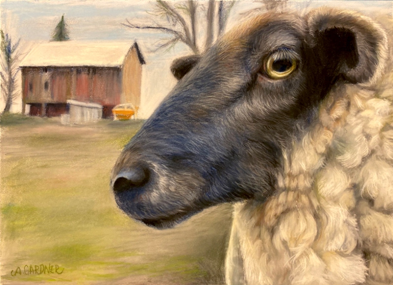 Sheep by Angel Gardner