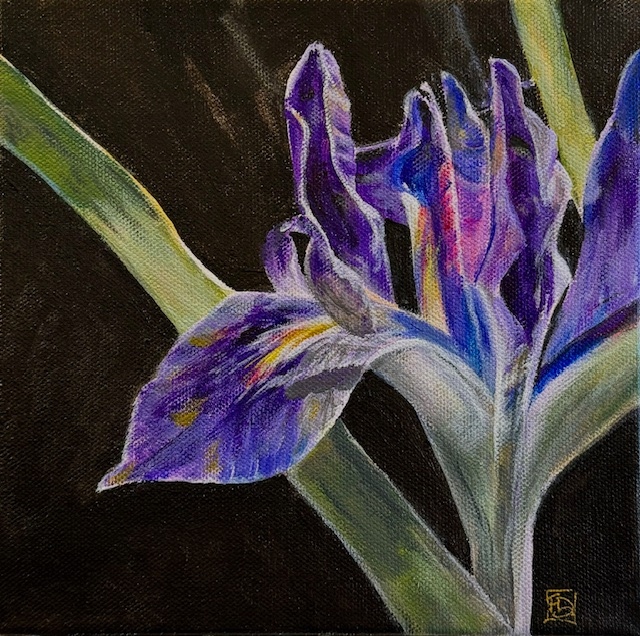 Iris by Franne Demetrician